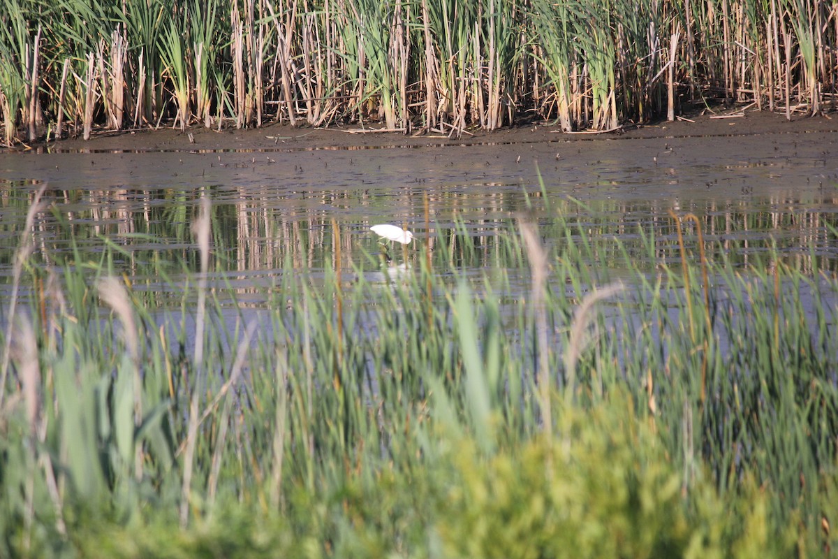 Snowy Egret - ML620667722