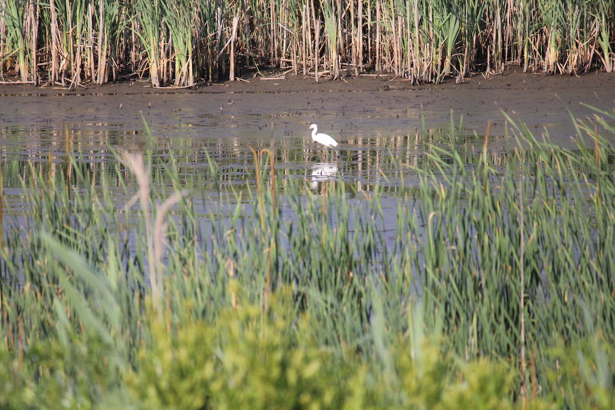 Snowy Egret - ML620667724