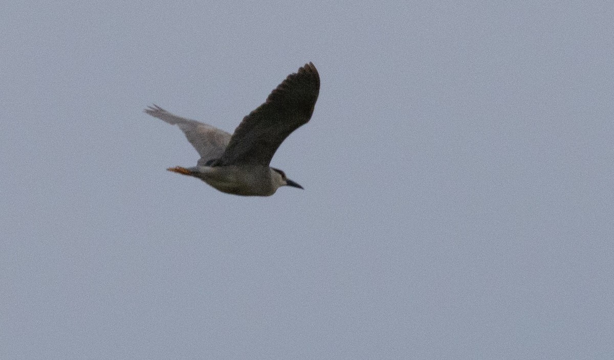 Black-crowned Night Heron - ML620667726