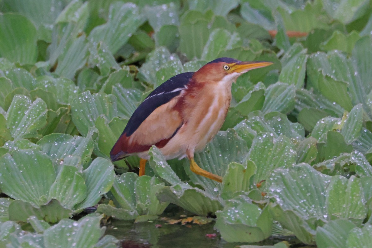 Least Bittern - ML620667728