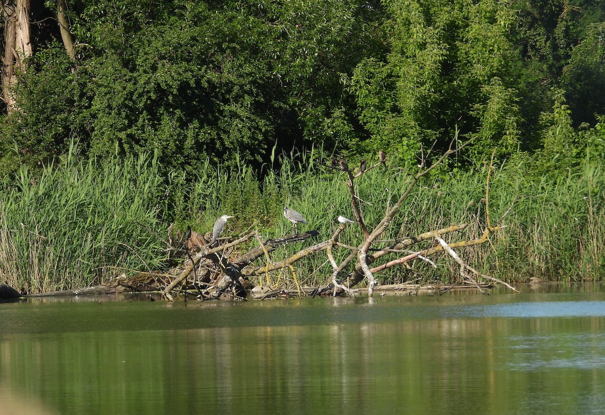 Pygmy Cormorant - ML620667729