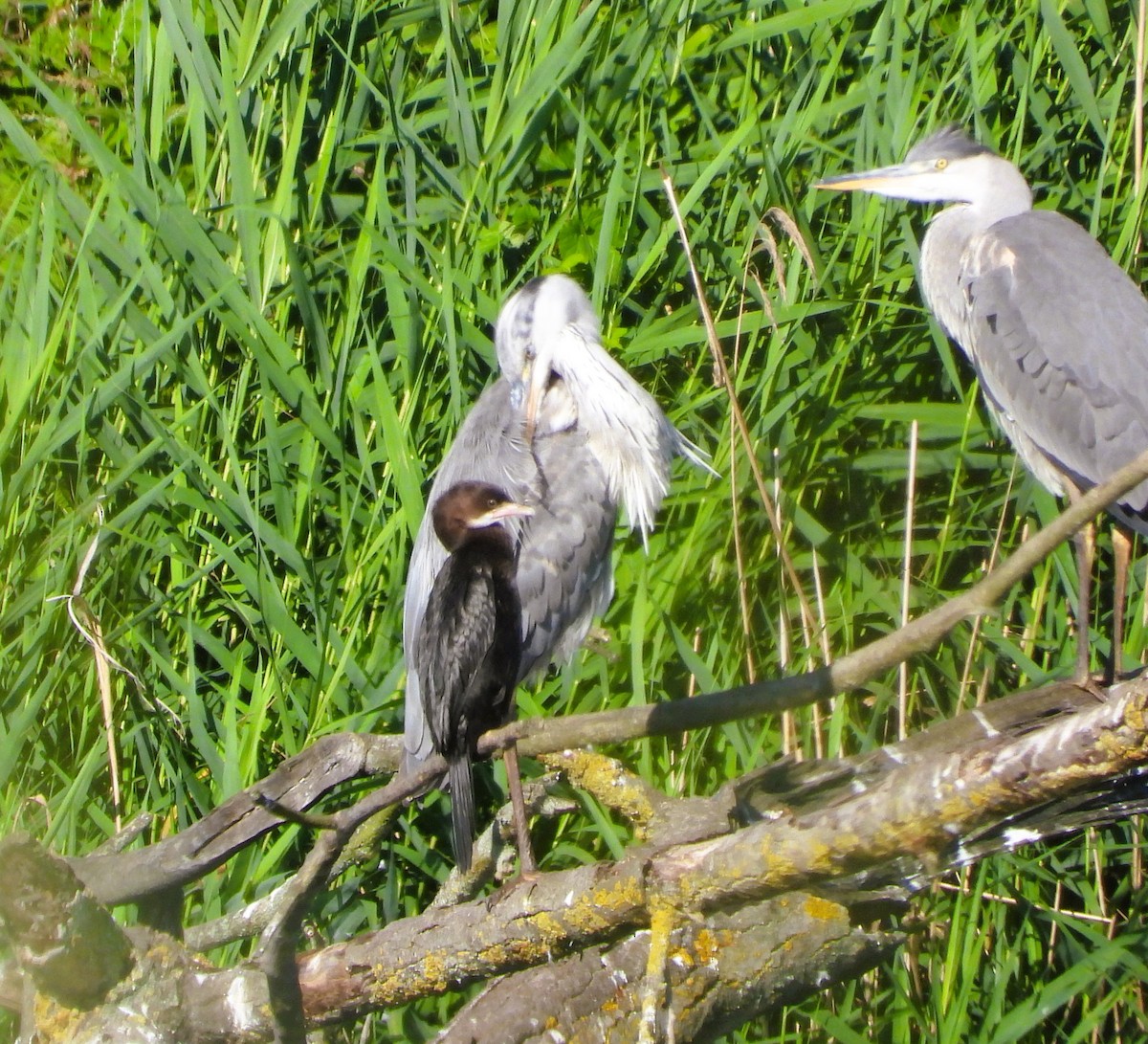 Pygmy Cormorant - ML620667730