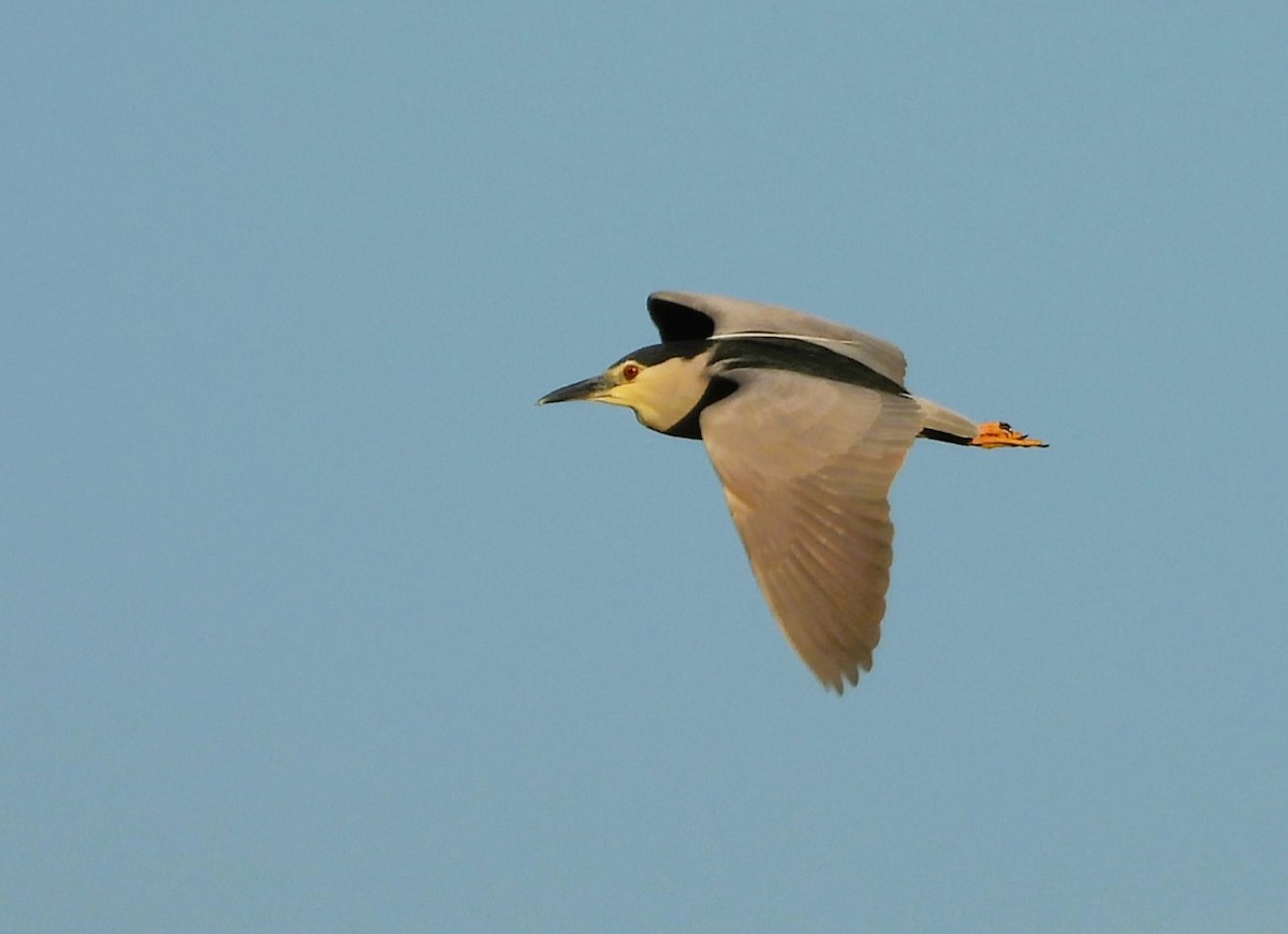 Black-crowned Night Heron - ML620667733