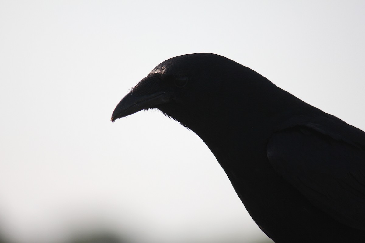 Fish Crow - ML620667739