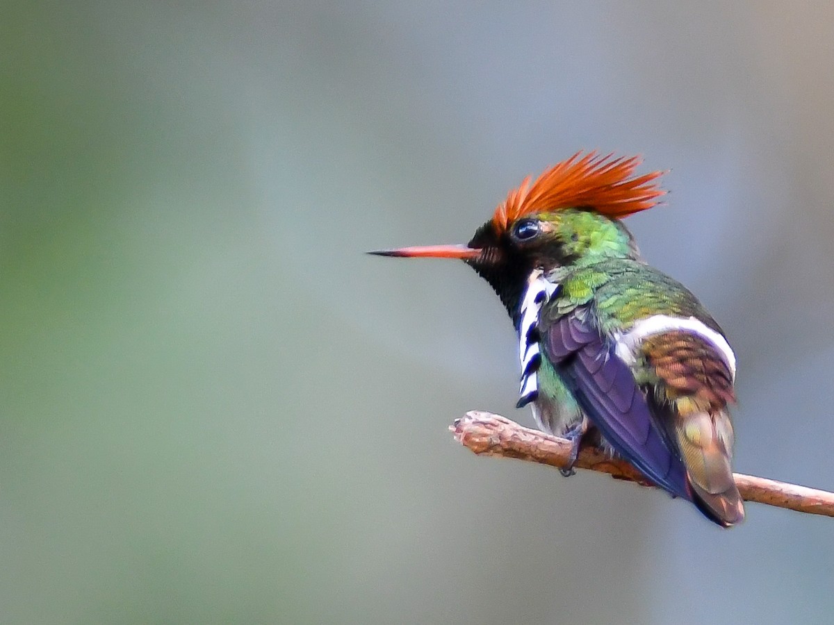 Dot-eared Coquette - ML620667741