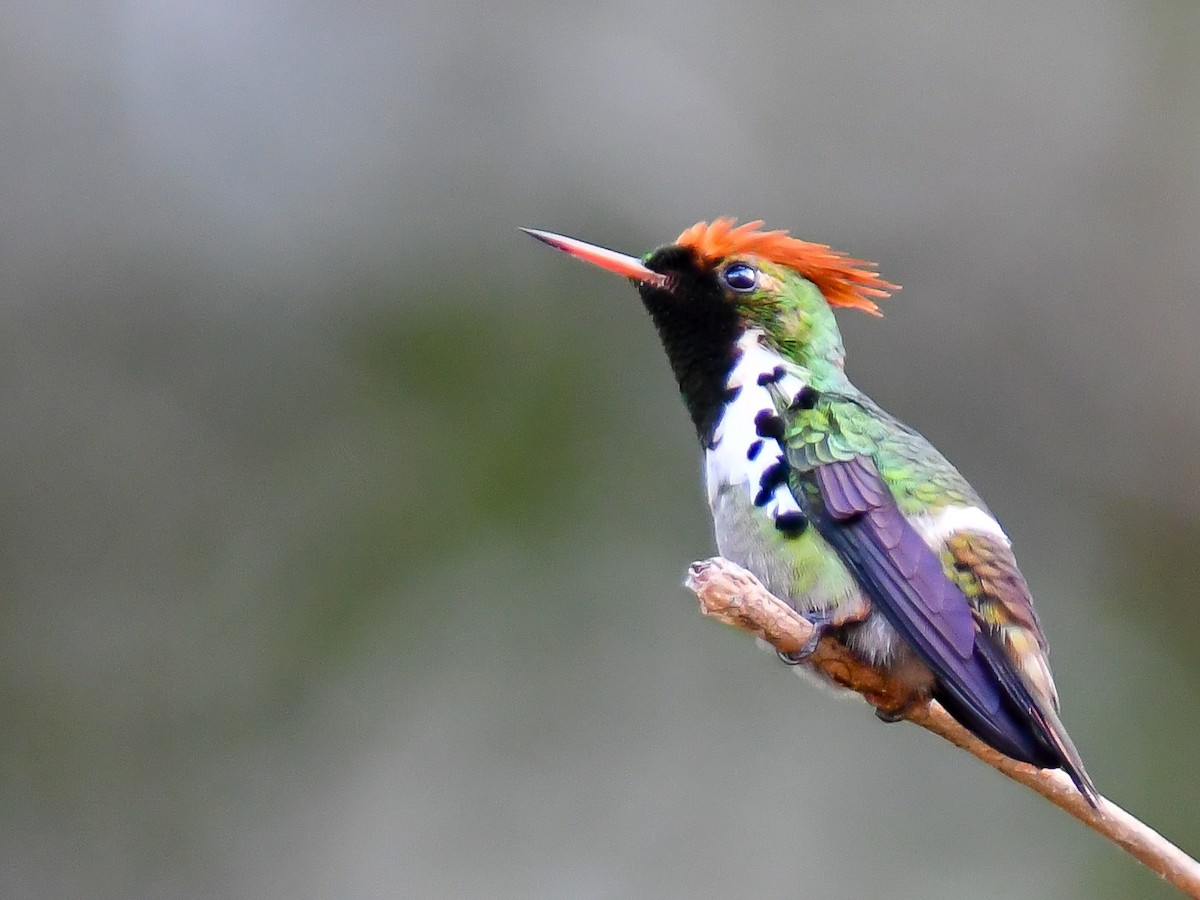 Dot-eared Coquette - ML620667742