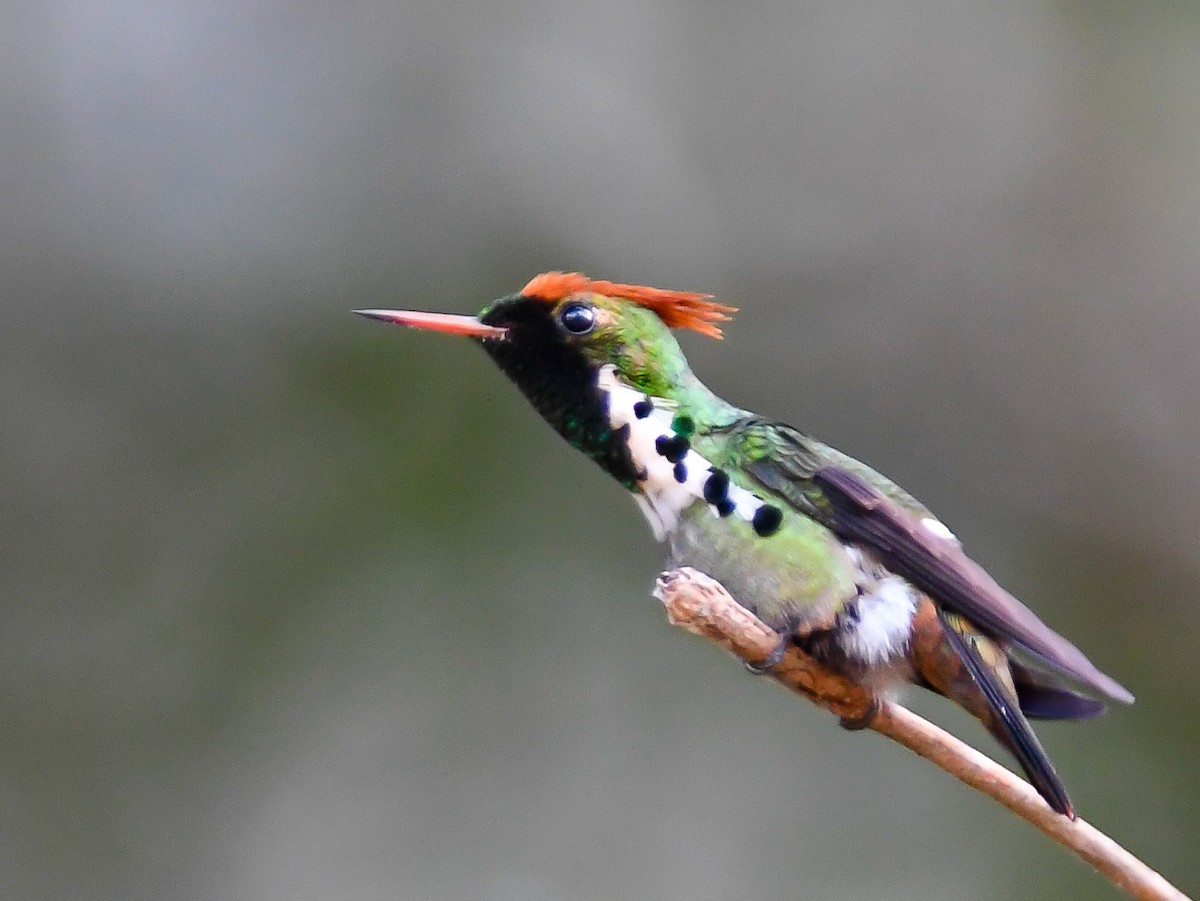 Dot-eared Coquette - ML620667743