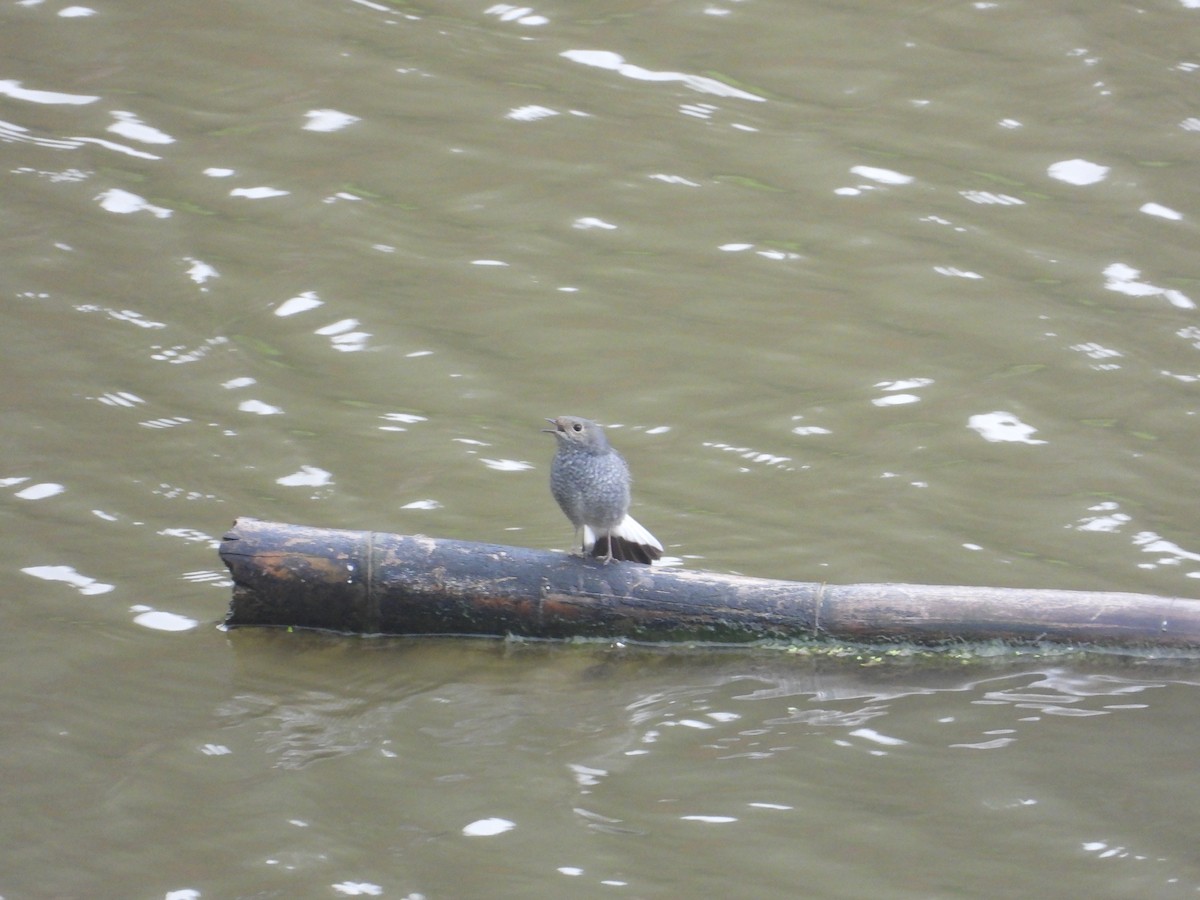 Plumbeous Redstart - ML620667745