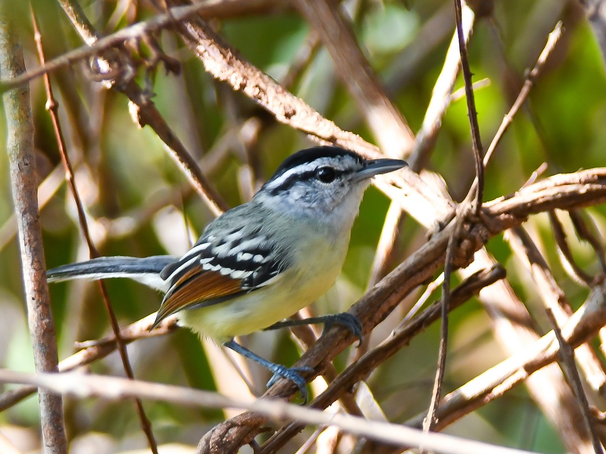 Rusty-winged Antwren - ML620667746