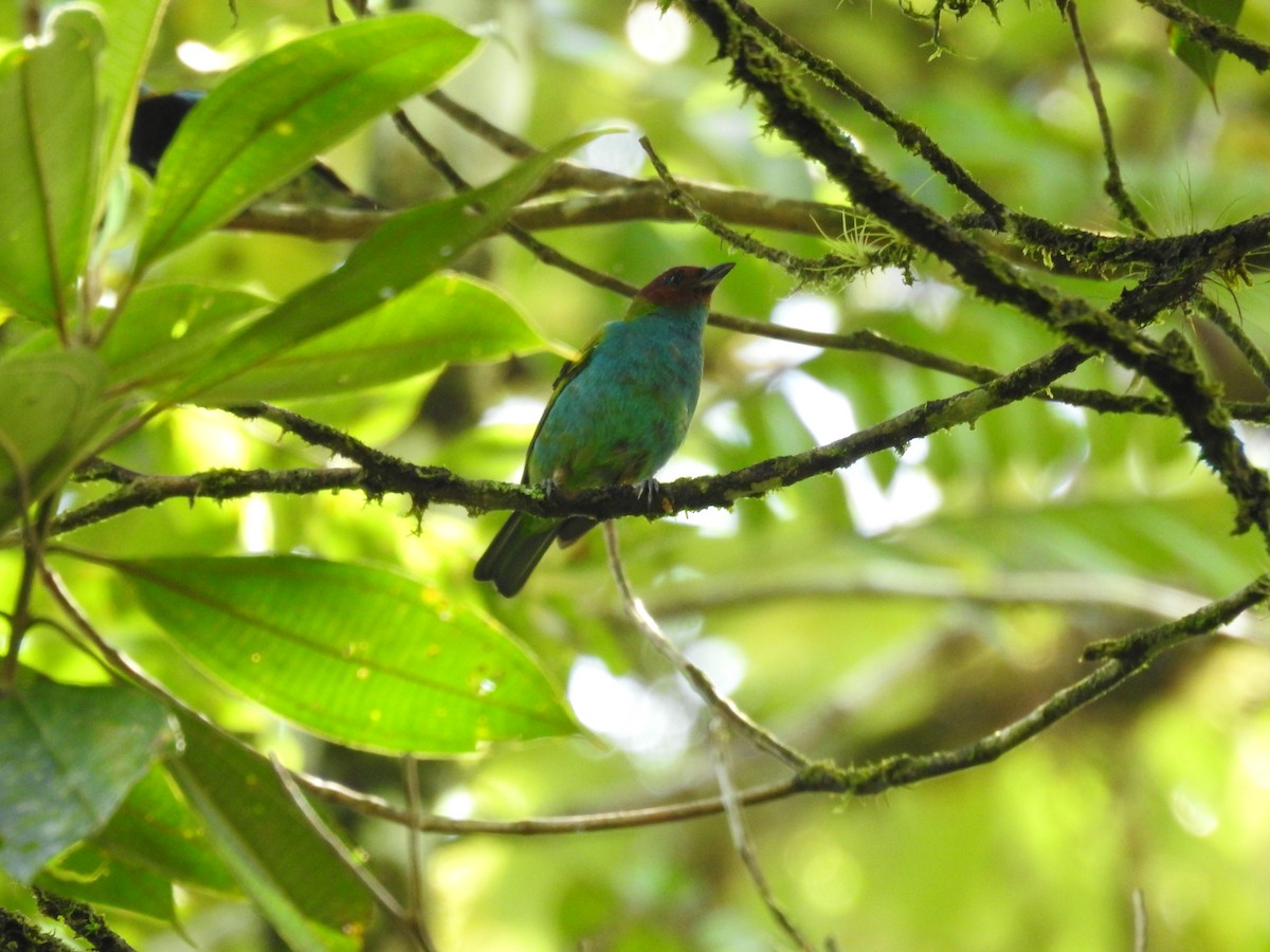 Bay-headed Tanager - ML620667747