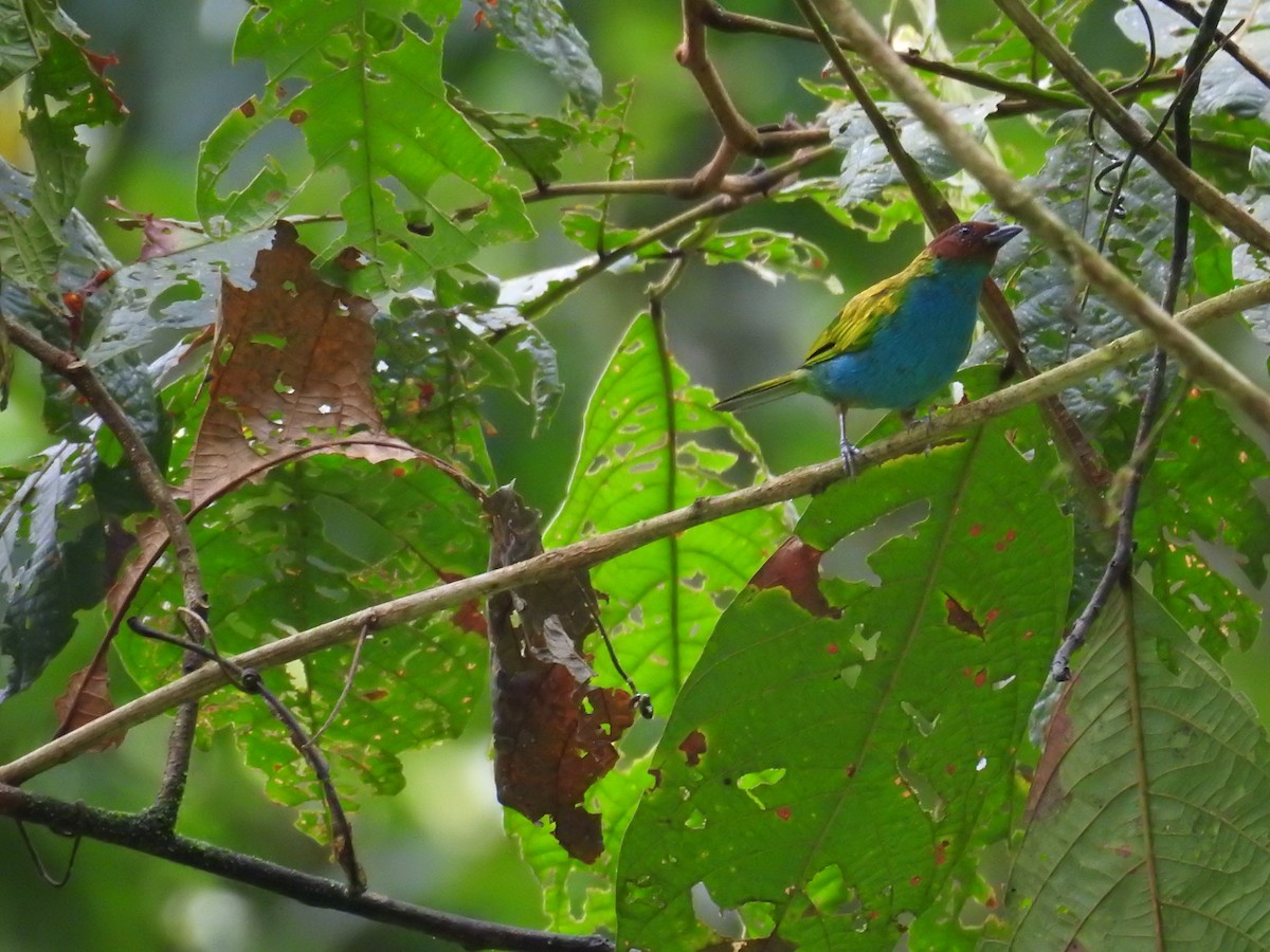 Bay-headed Tanager - ML620667748