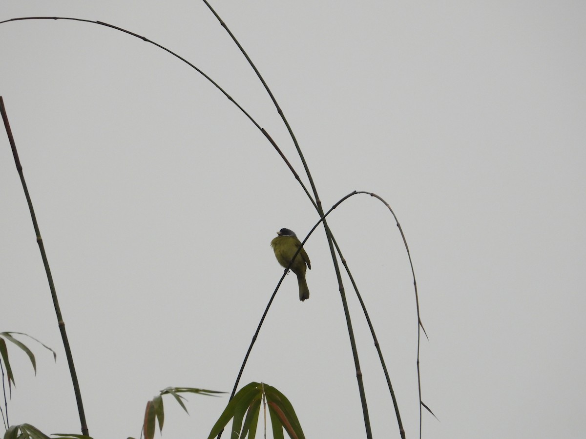 Collared Finchbill - ML620667749