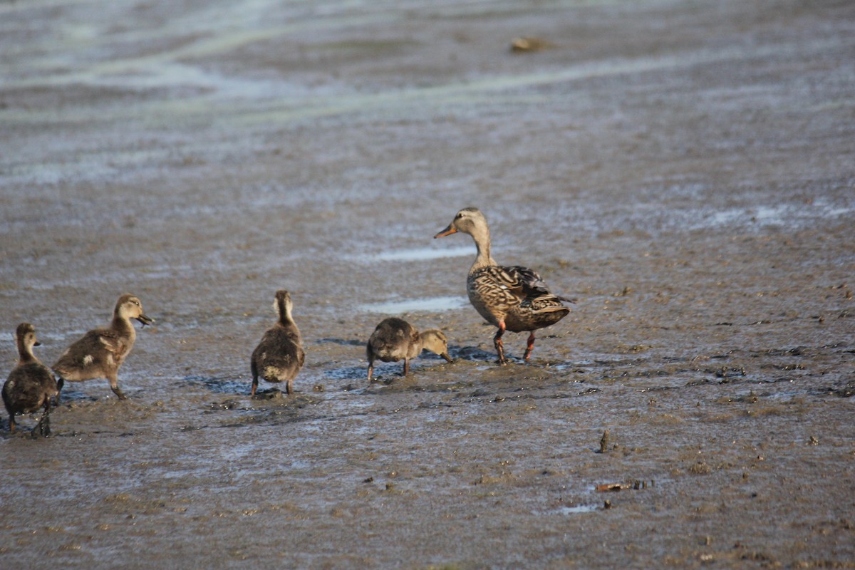 Gadwall - Tejas Subbu Lember