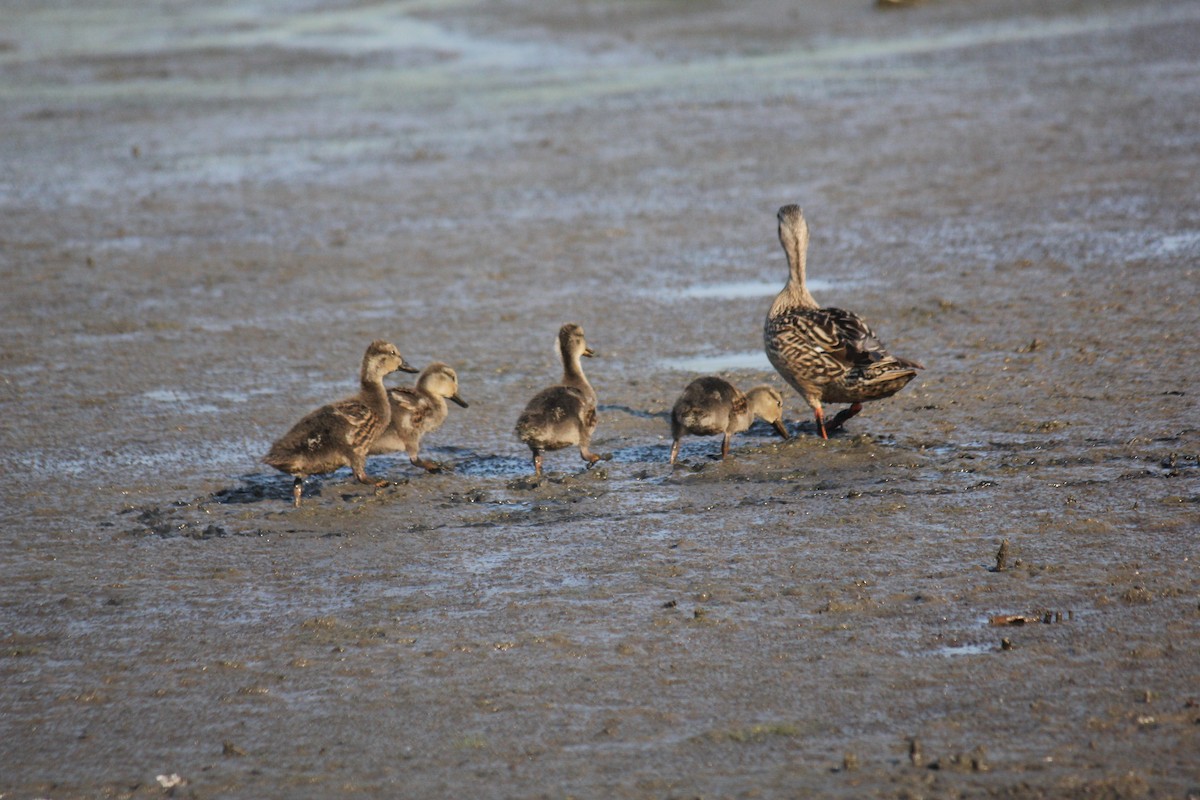 Gadwall - ML620667751