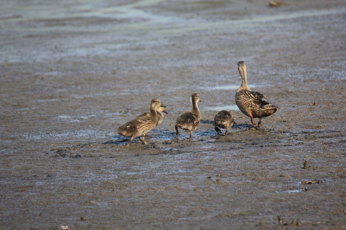 Gadwall - ML620667752