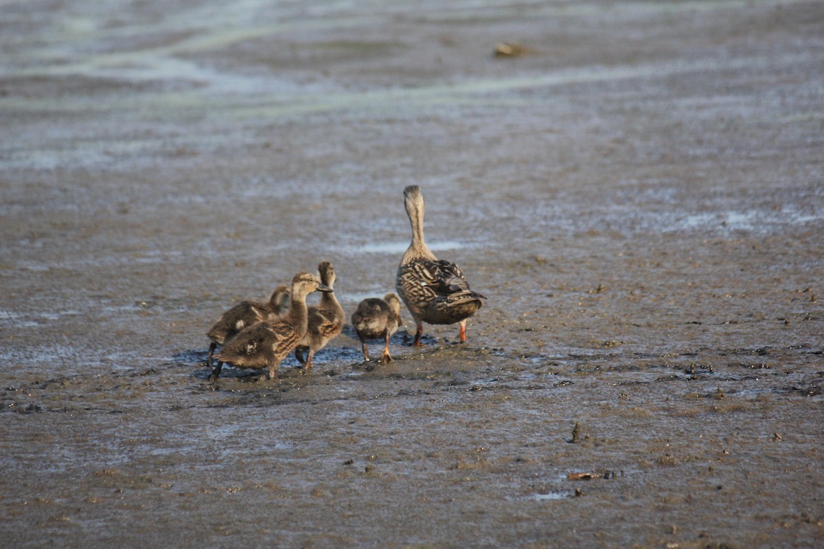 Gadwall - ML620667753