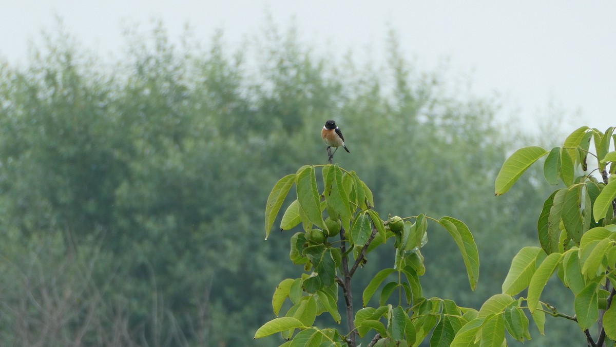 European Stonechat - ML620667754