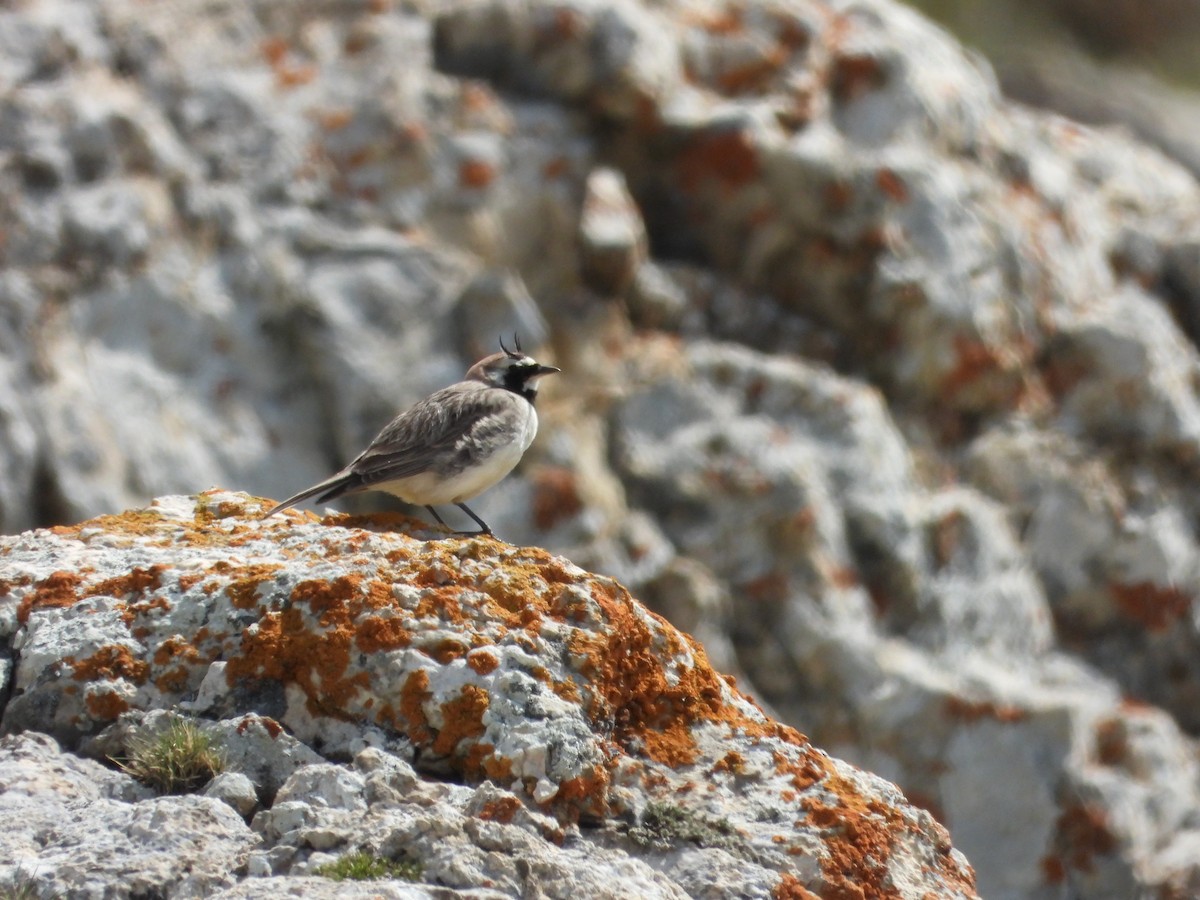 Horned Lark - ML620667755