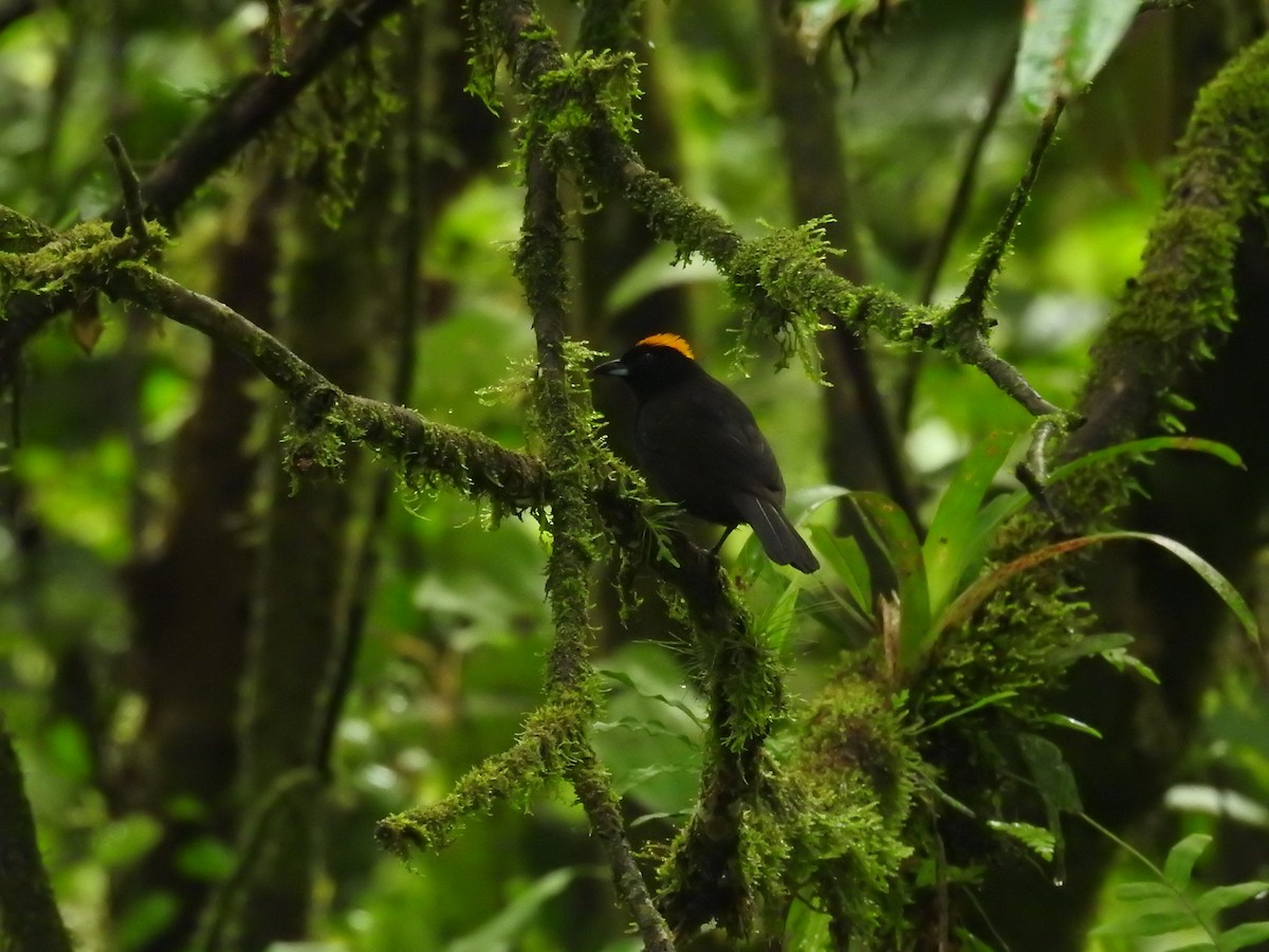 Tawny-crested Tanager - ML620667756