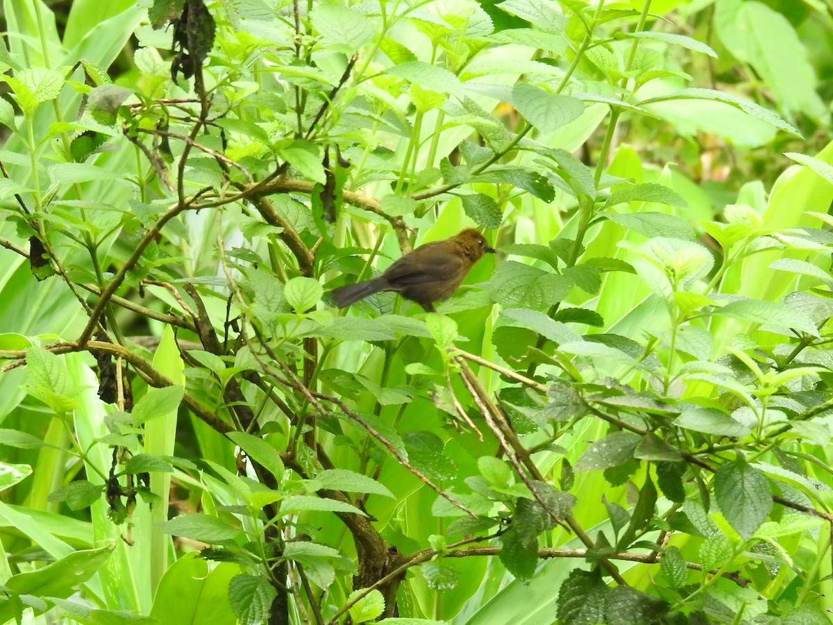 Tawny-crested Tanager - ML620667757