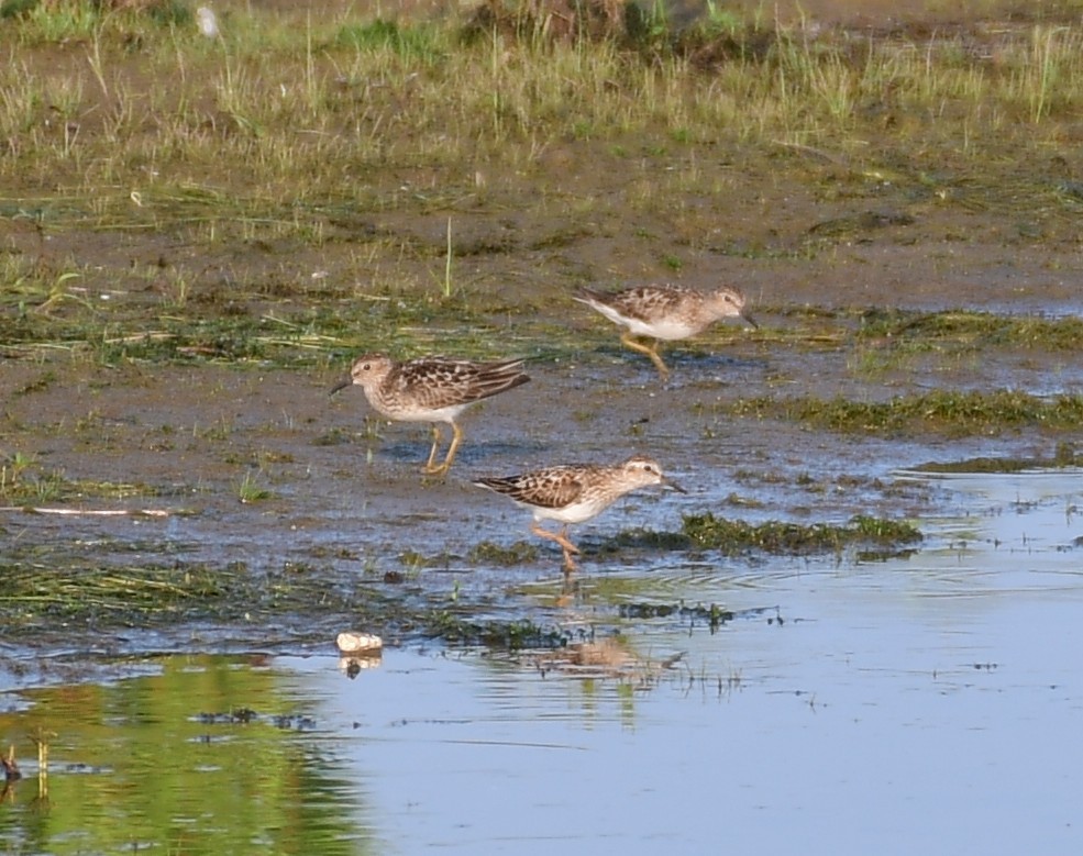 Least Sandpiper - ML620667763