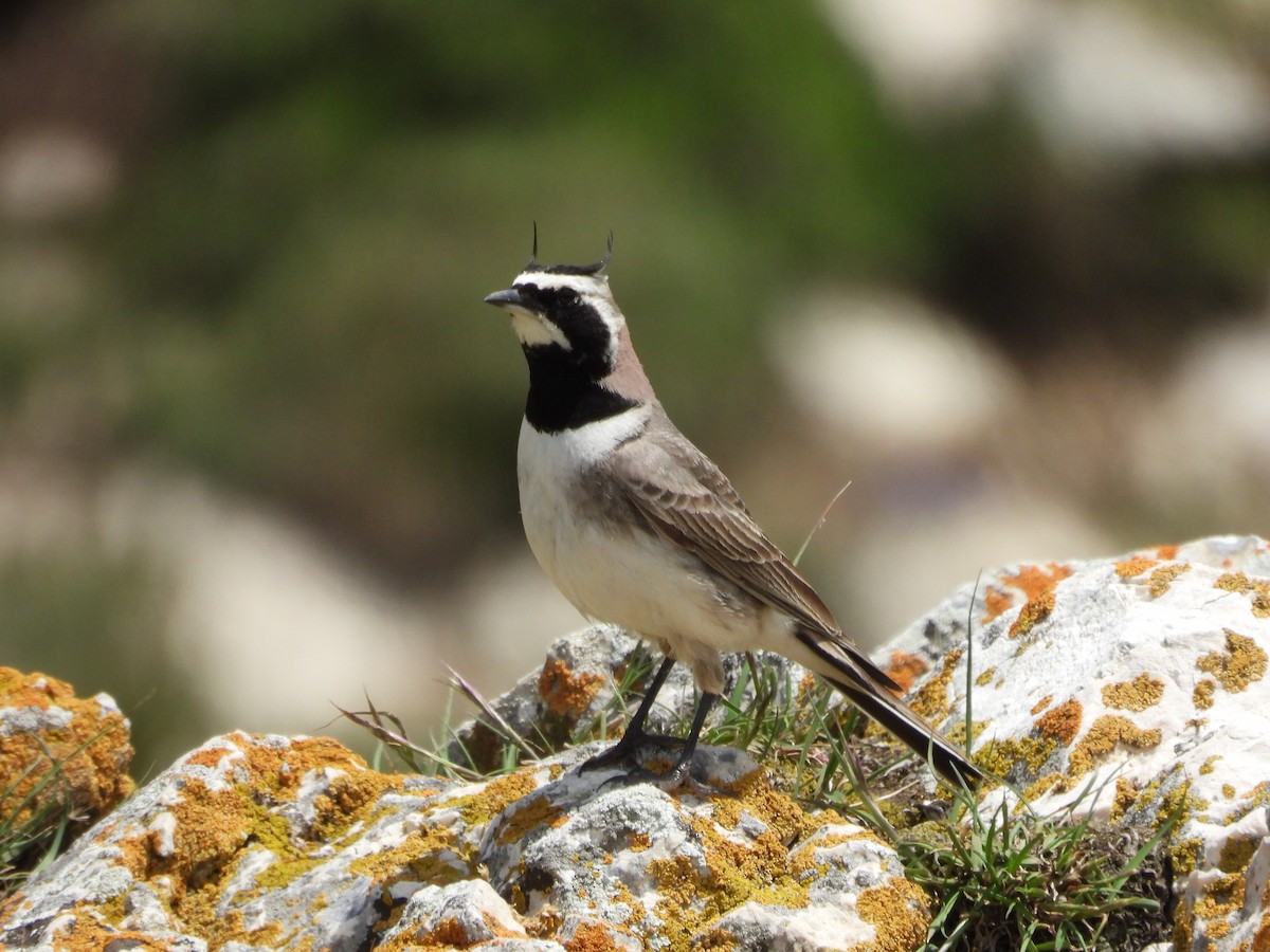 Horned Lark - ML620667764