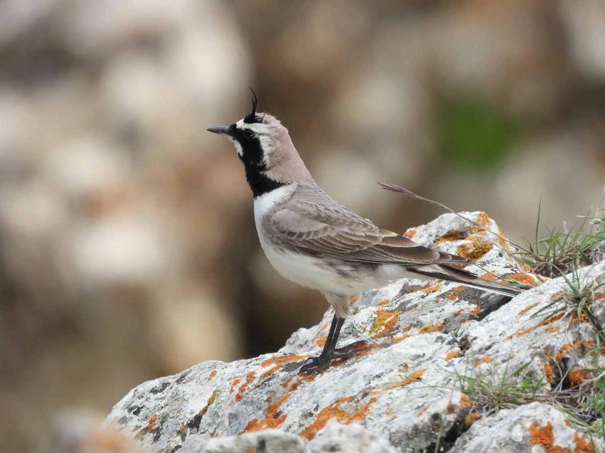 Horned Lark - ML620667765