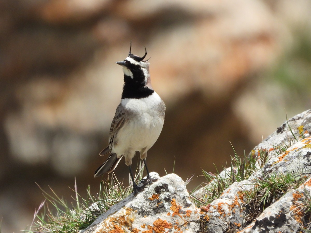 Horned Lark - ML620667766