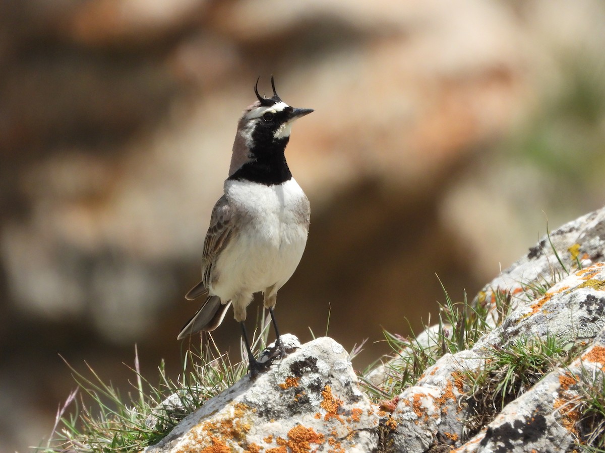 Horned Lark - ML620667767