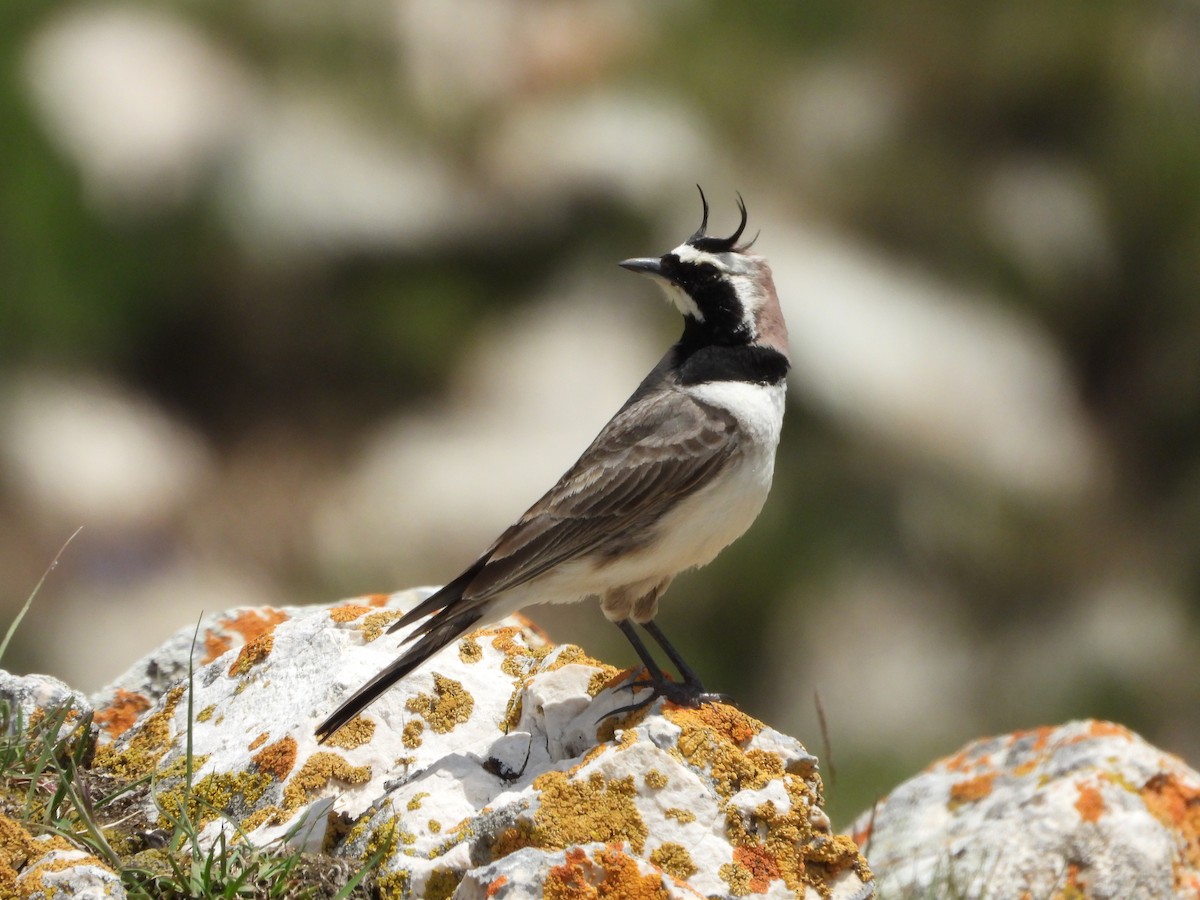 Horned Lark - ML620667768