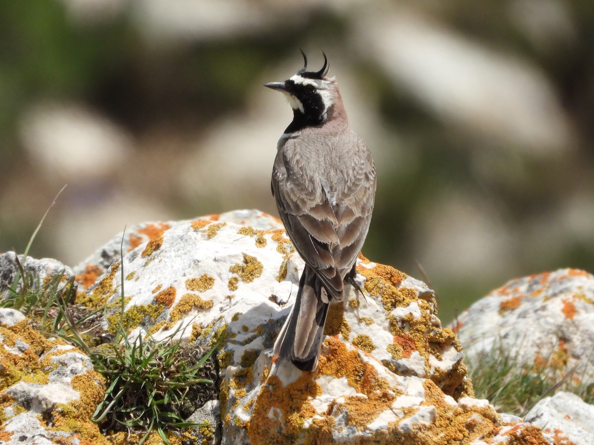 Horned Lark - Martin Rheinheimer