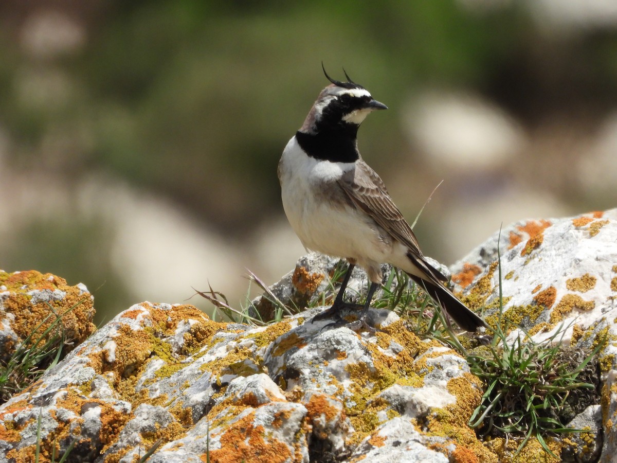 Horned Lark - ML620667770