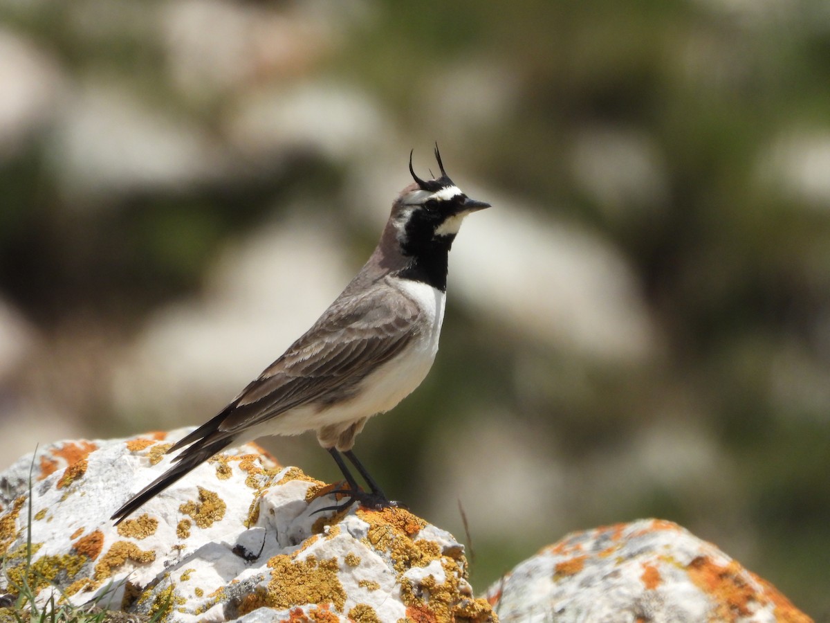 Horned Lark - ML620667771