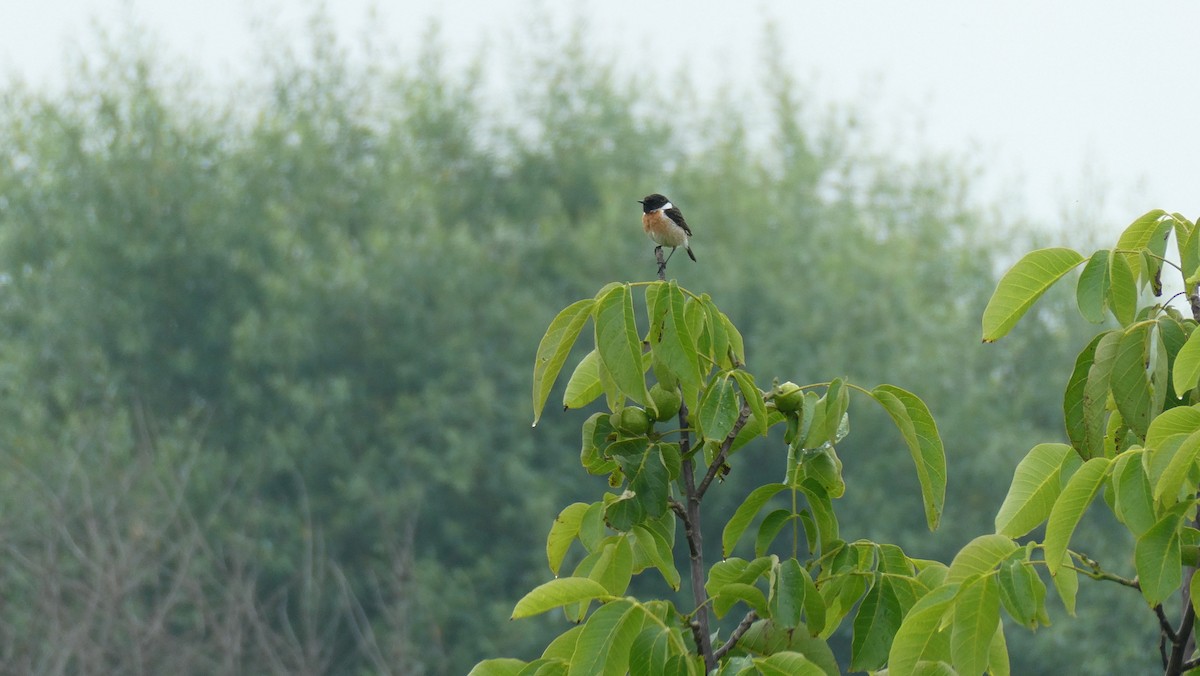 European Stonechat - Daniel Herbst