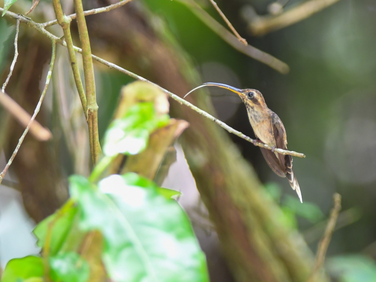 Streak-throated Hermit - ML620667775