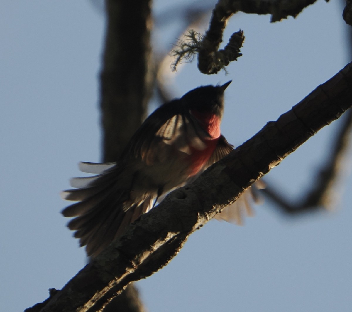 Petroica Rosada - ML620667777