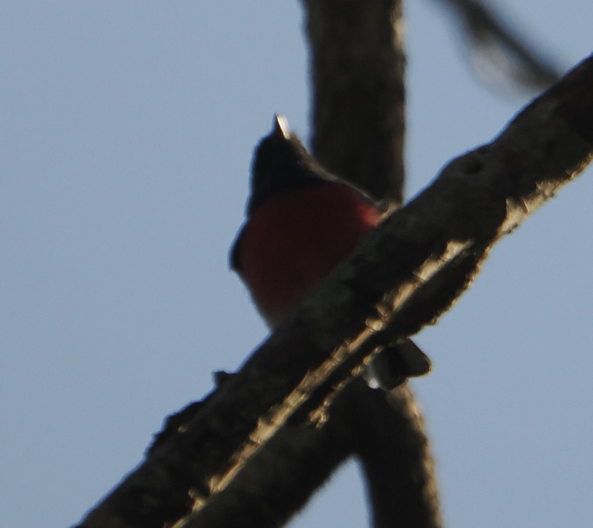 Rose Robin - Peter de Jongh