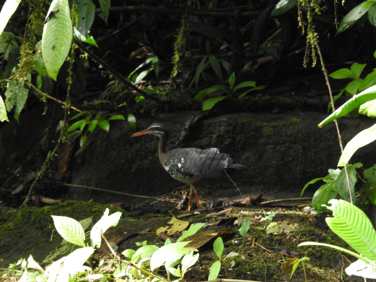 Sunbittern - ML620667780