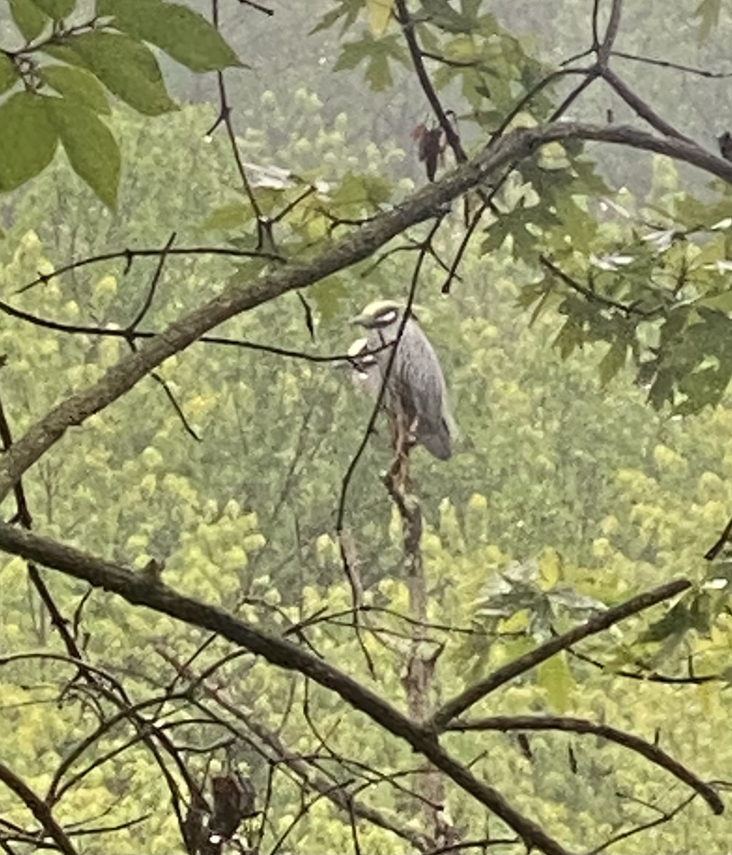 Yellow-crowned Night Heron - ML620667784