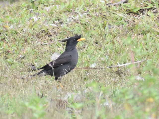 Great Myna - ML620667785