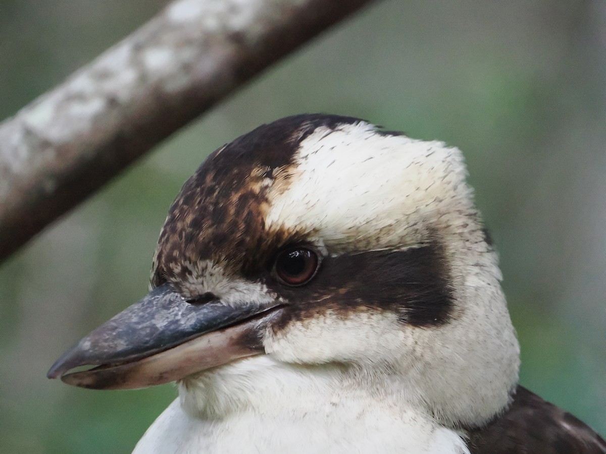 Laughing Kookaburra - ML620667786