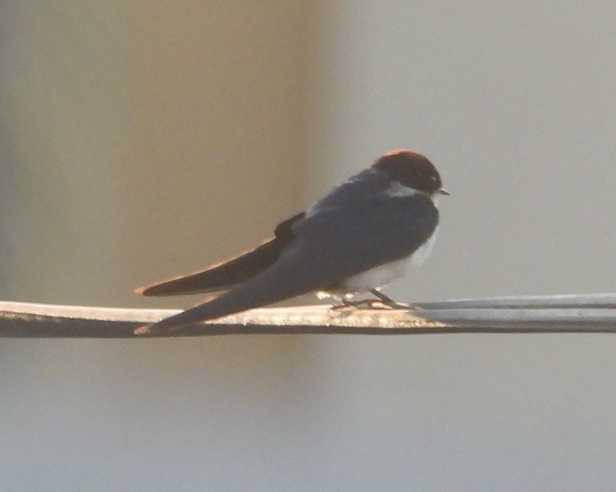 Wire-tailed Swallow - ML620667787