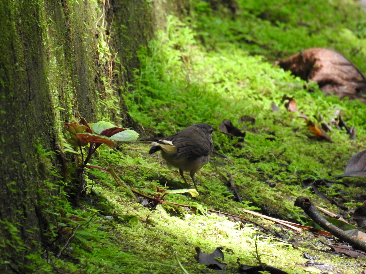 Buff-rumped Warbler - ML620667788