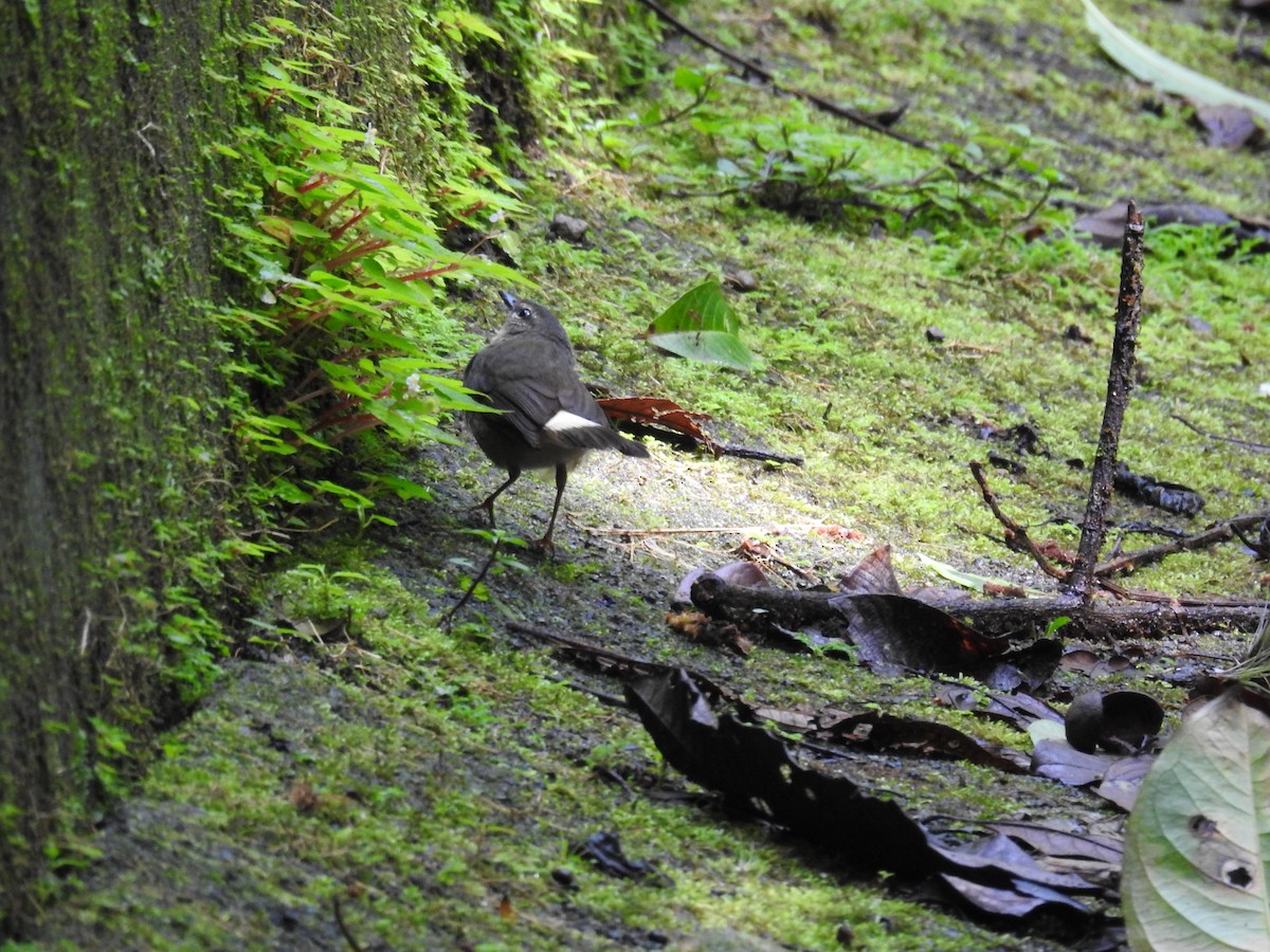 Buff-rumped Warbler - ML620667790