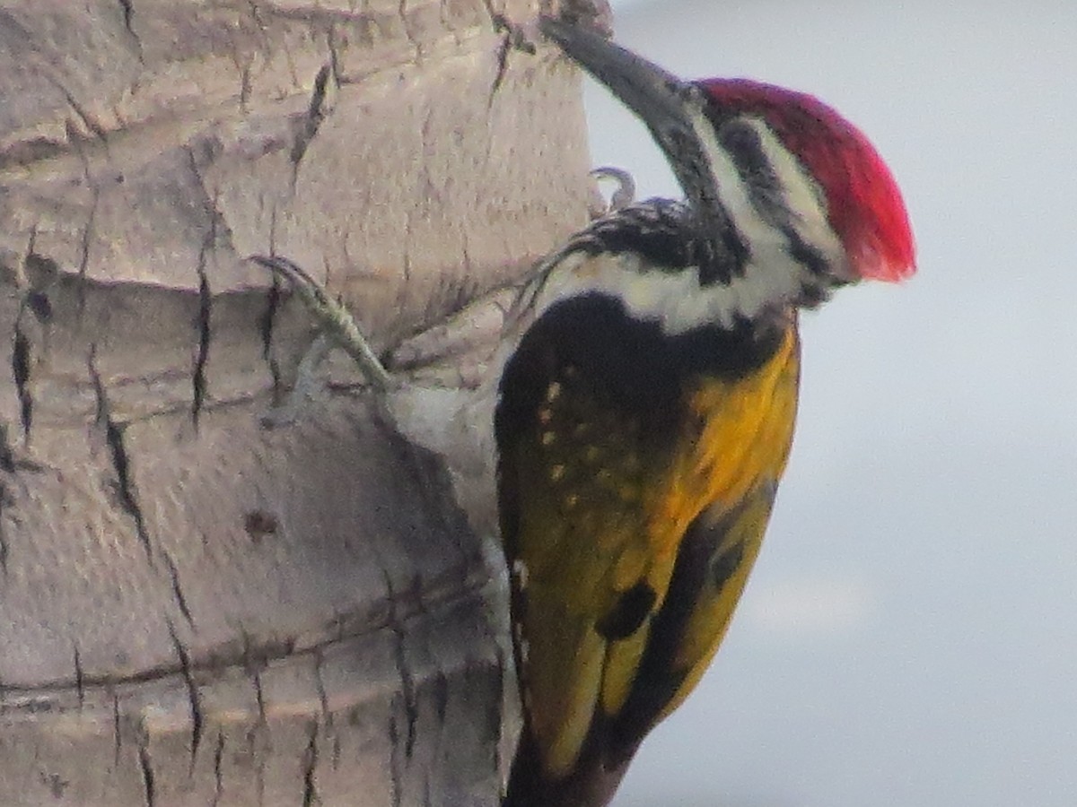 Black-rumped Flameback - ML620667791