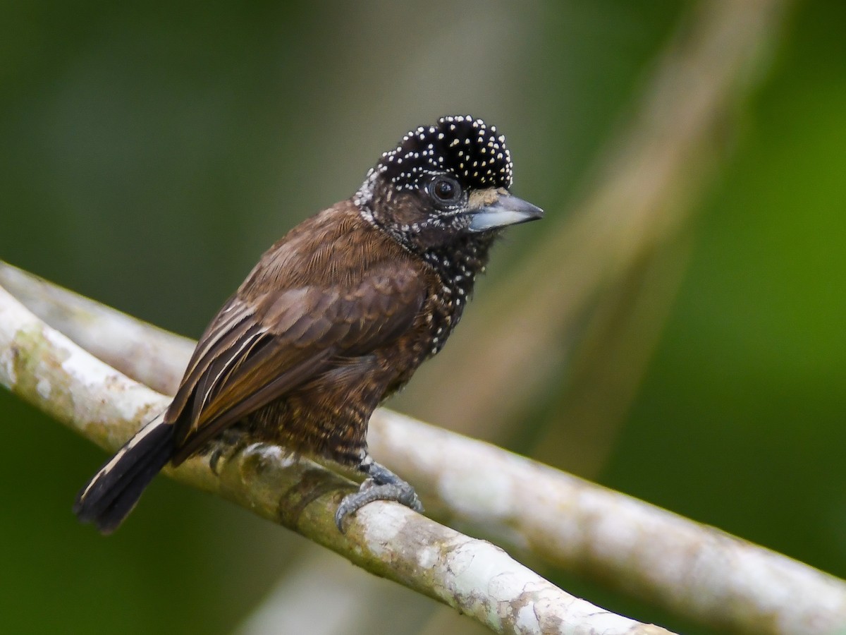 Varzea Piculet - ML620667793