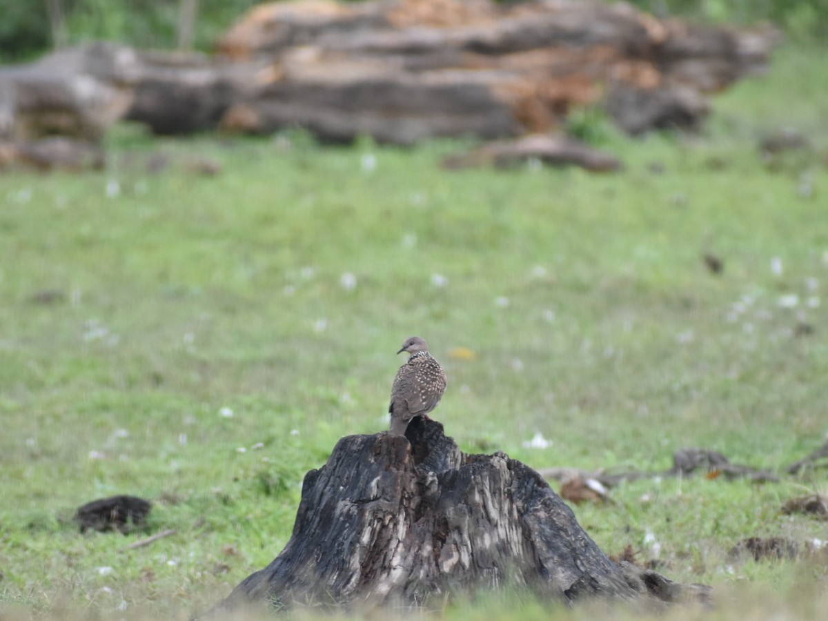 珠頸斑鳩 - ML620667795