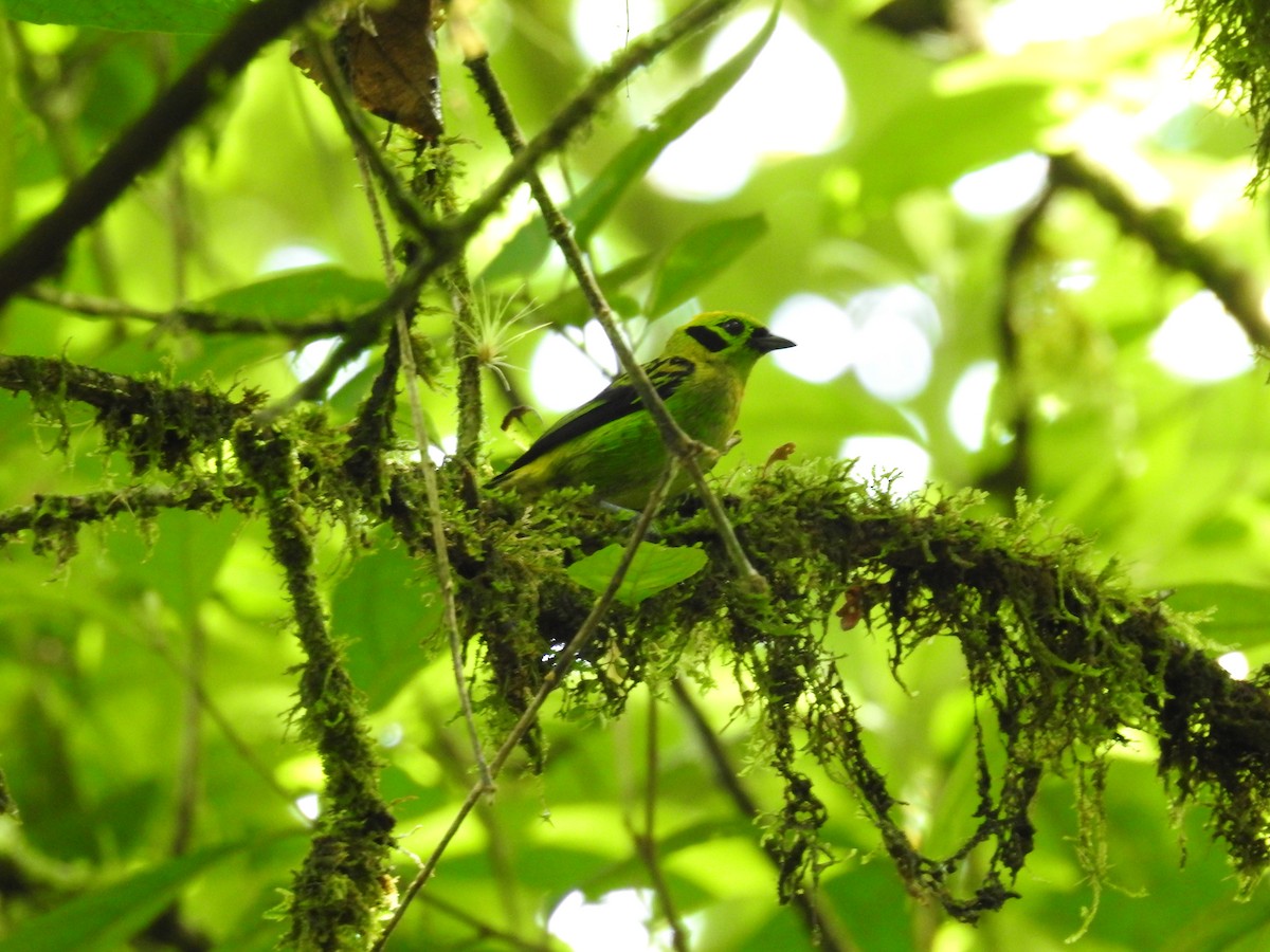 Emerald Tanager - ML620667799