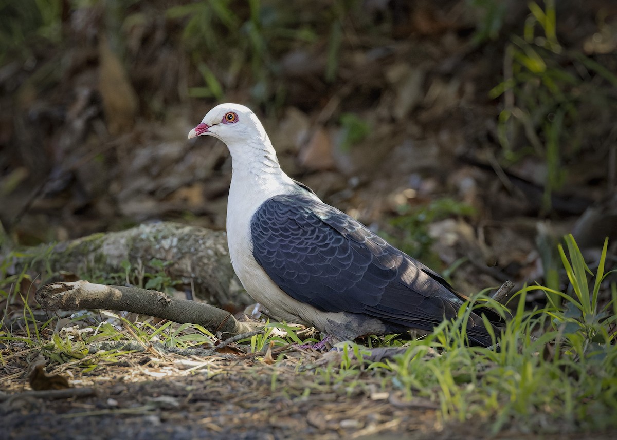 White-headed Pigeon - ML620667802