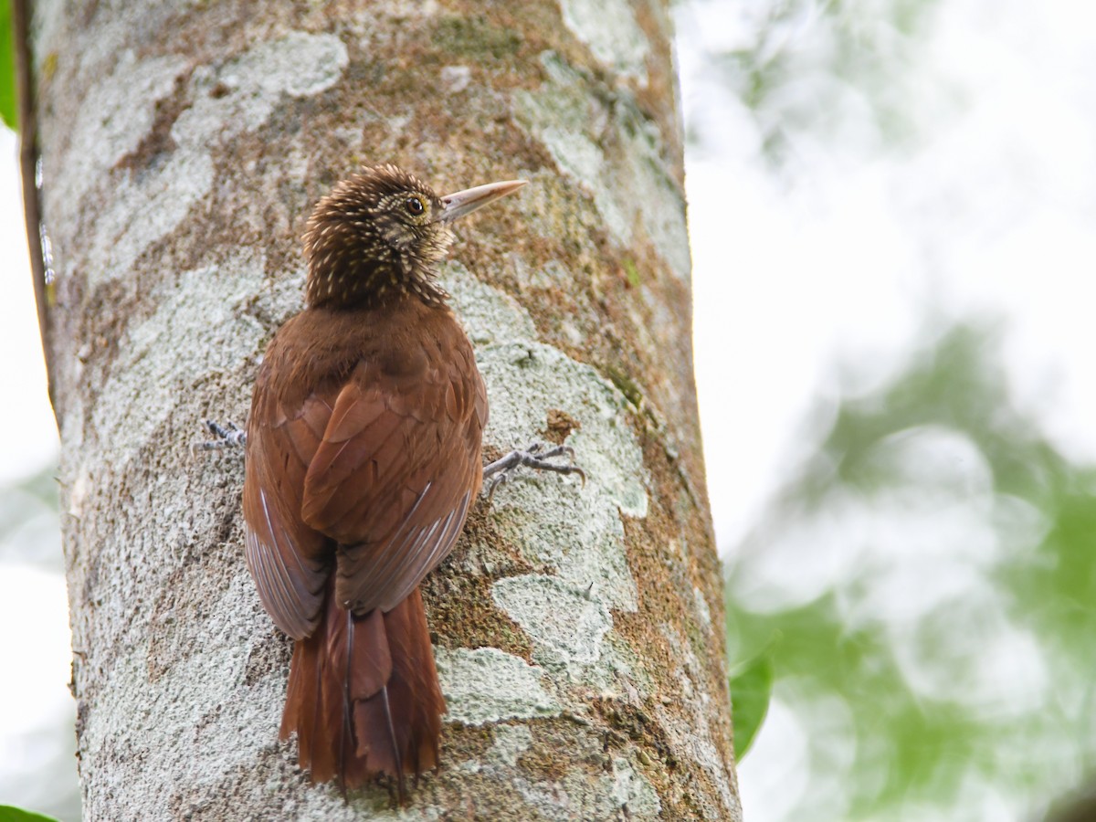 Zimmer's Woodcreeper - ML620667805